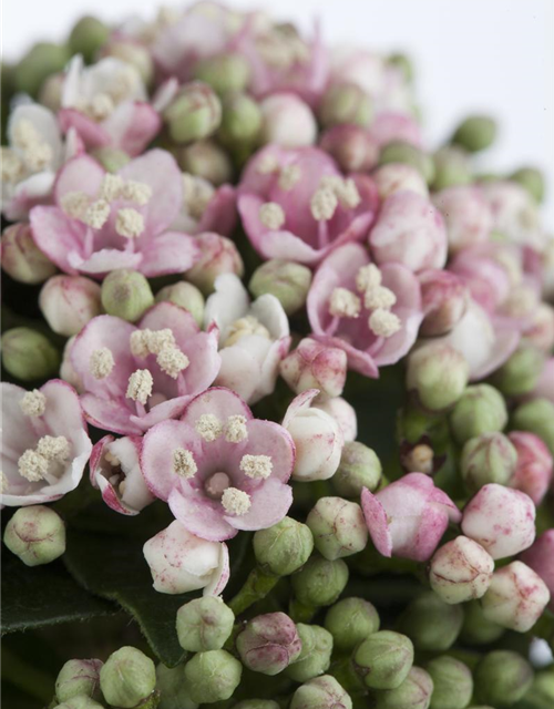 Viburnum tinus