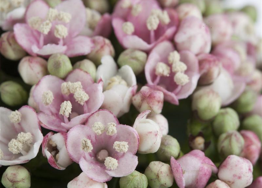 Viburnum tinus