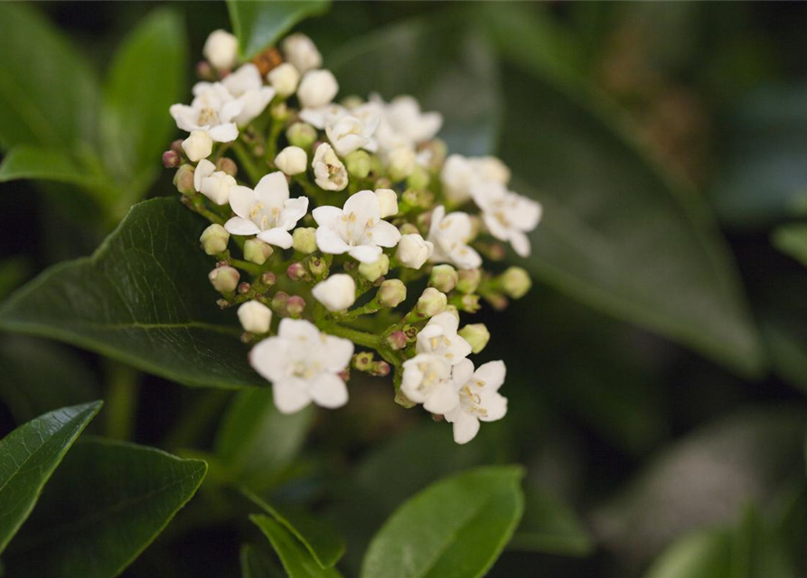 Viburnum tinus