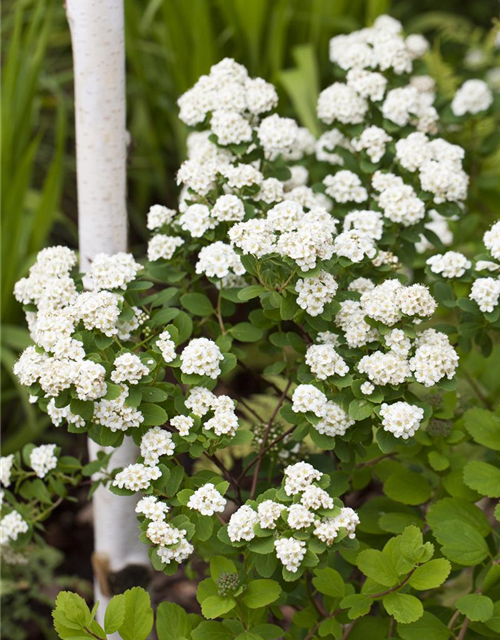 Spiraea vanhouttei