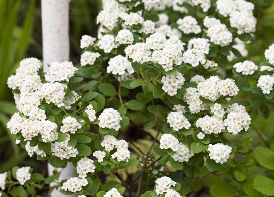 Spiraea vanhouttei