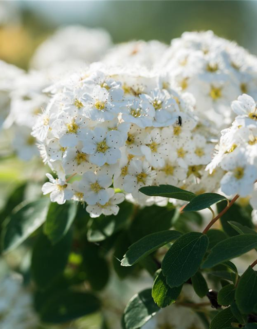 Spiraea vanhouttei