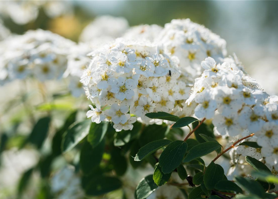 Spiraea vanhouttei