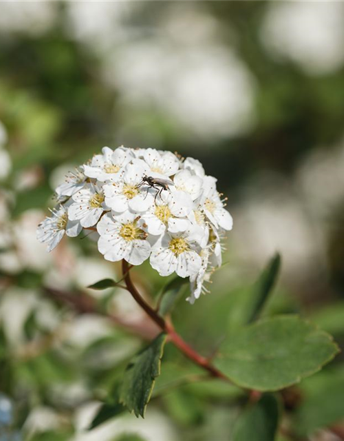 Spiraea vanhouttei