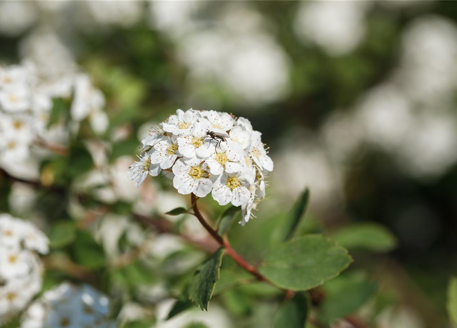 Spiraea vanhouttei