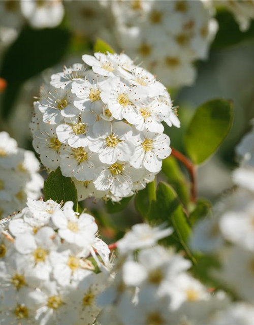 Spiraea vanhouttei