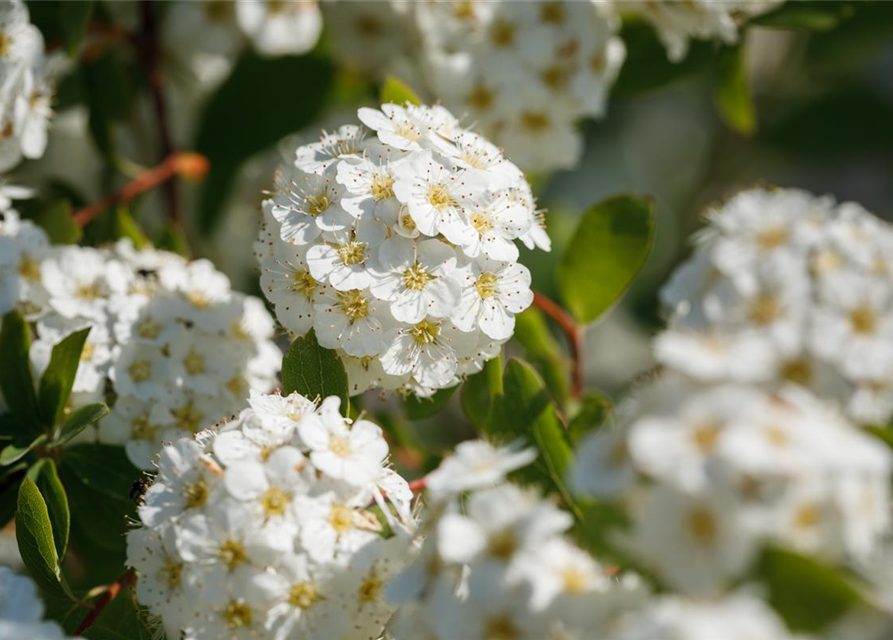 Spiraea vanhouttei