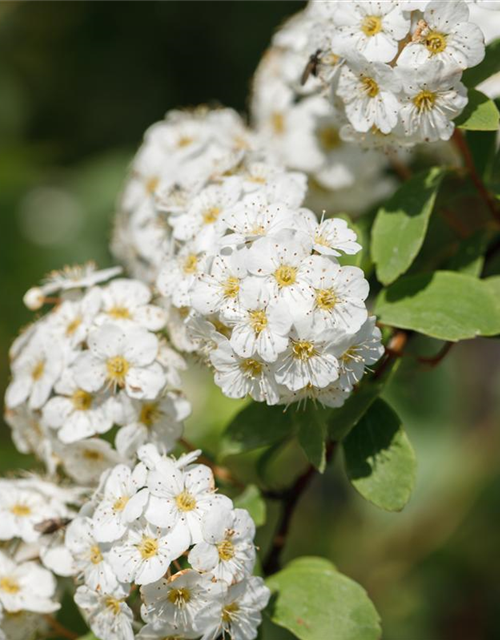 Spiraea vanhouttei