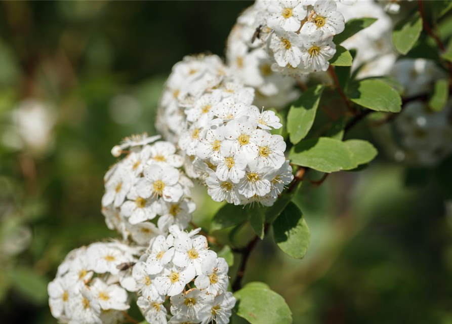 Spiraea vanhouttei