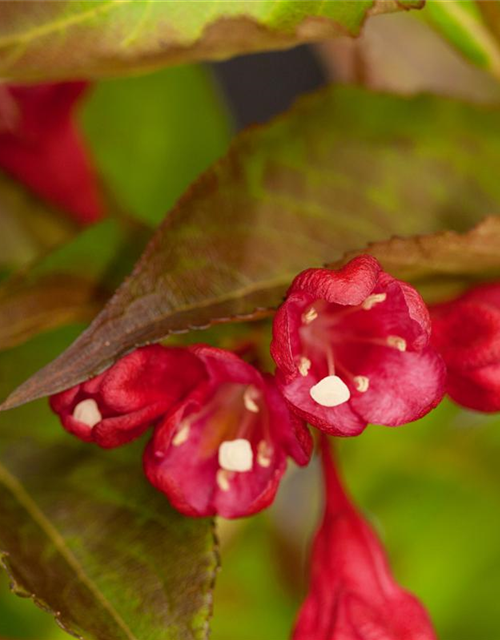 Weigela All Summer Red