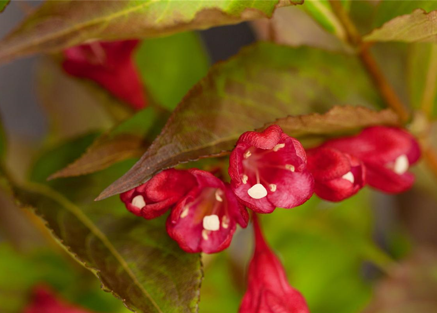 Weigela All Summer Red