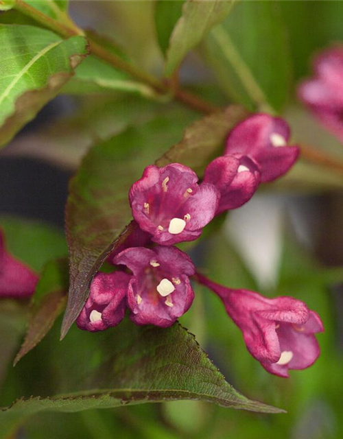 Weigela All Summer Red