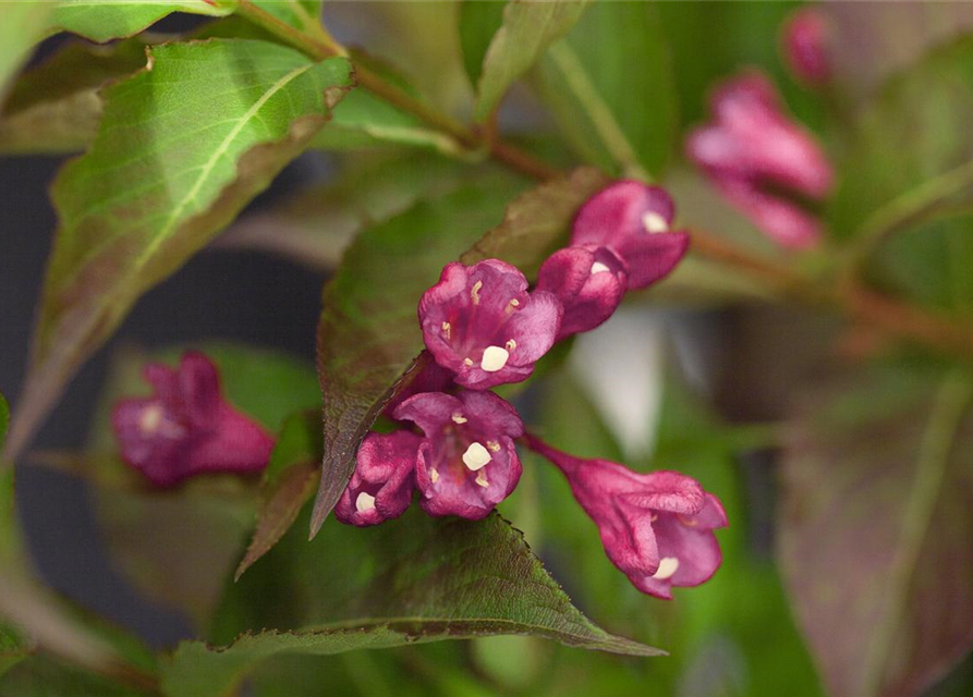 Weigela All Summer Red