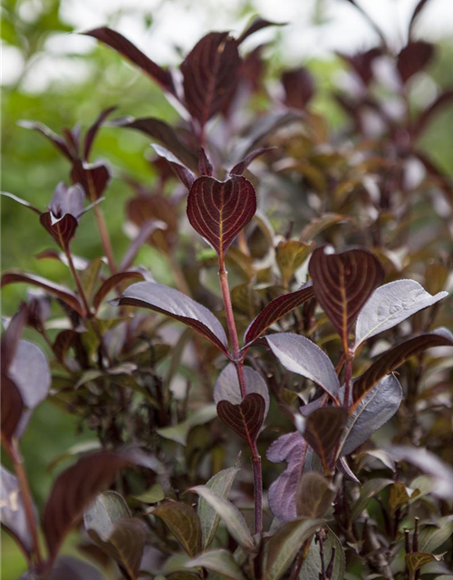 Weigela florida Purpurea