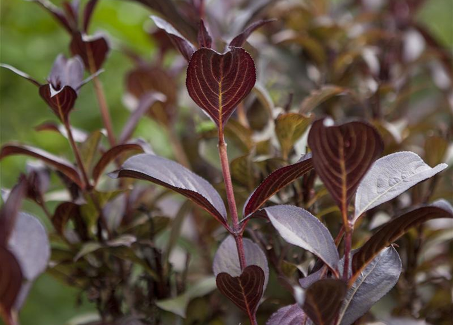 Weigela florida Purpurea