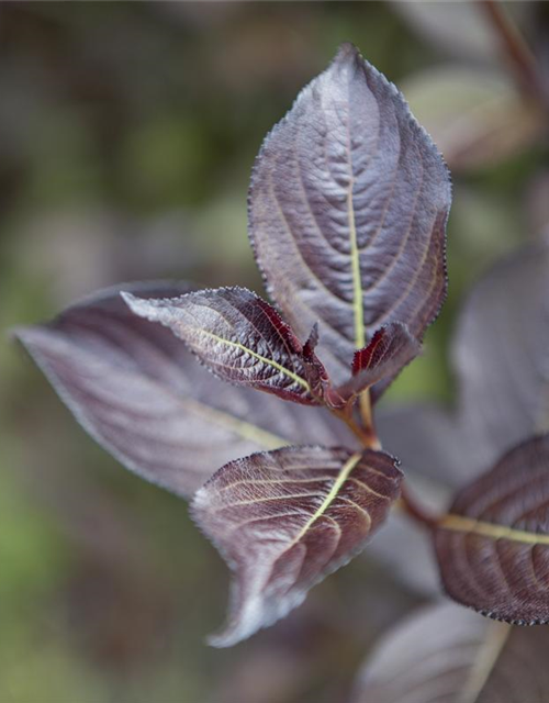 Weigela florida Purpurea