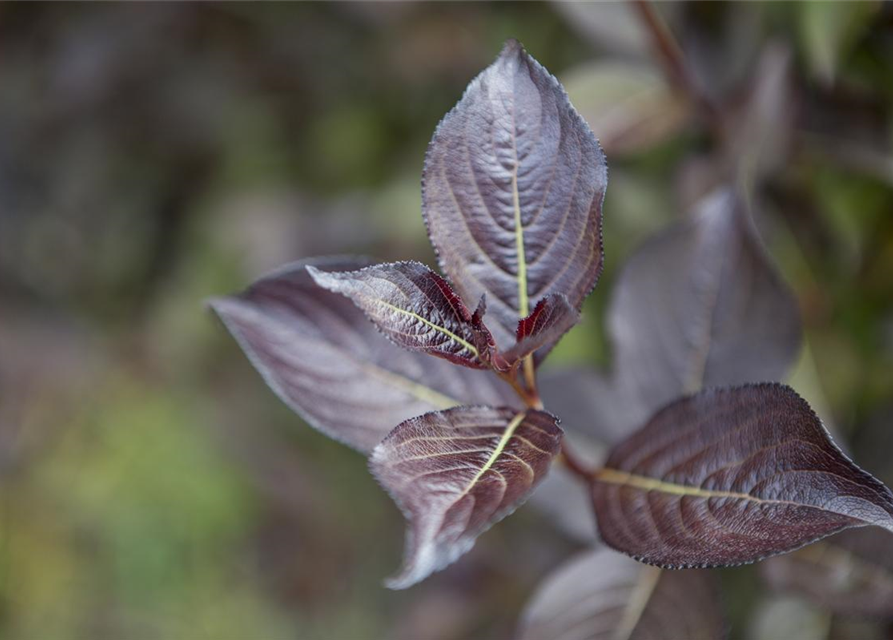 Weigela florida Purpurea