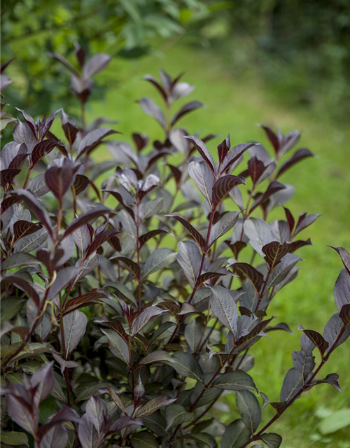 Weigela florida Purpurea