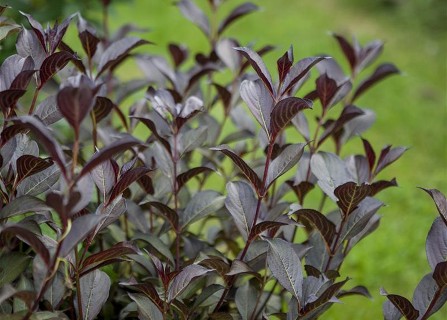 Weigela florida Purpurea