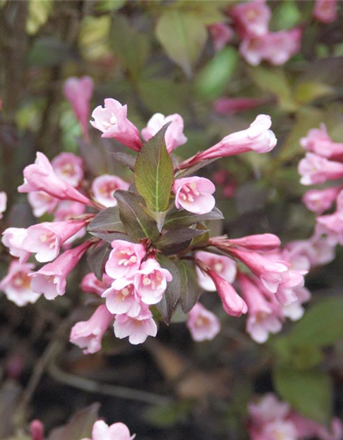 Weigela florida Purpurea