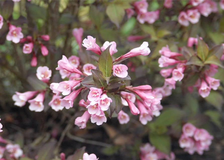 Weigela florida Purpurea