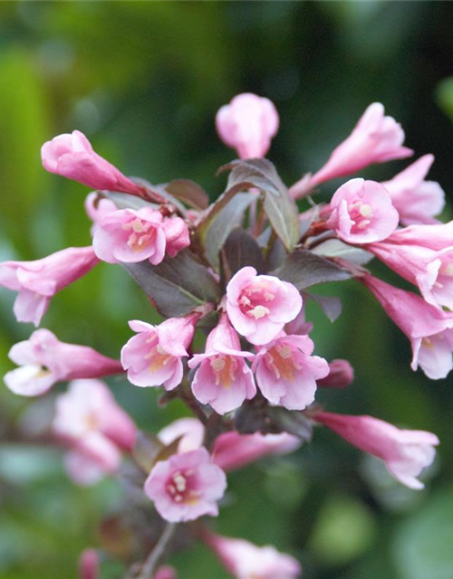 Weigela florida Purpurea