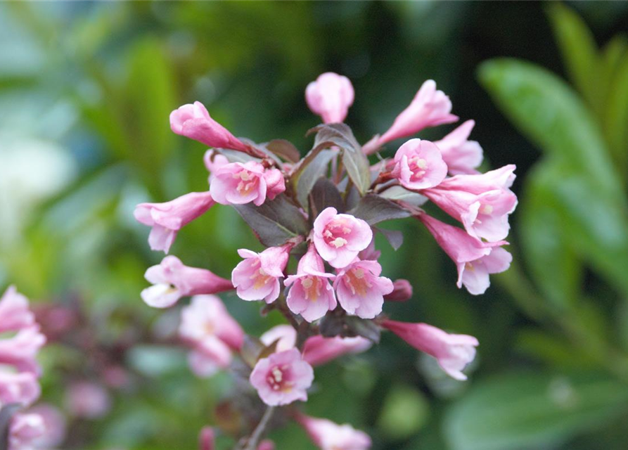 Weigela florida Purpurea