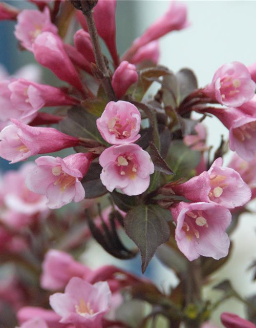 Weigela florida Purpurea