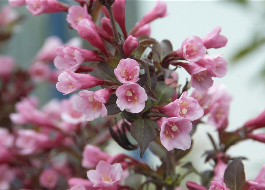 Weigela florida Purpurea