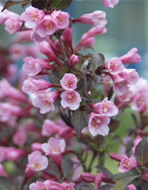 Weigela florida Purpurea