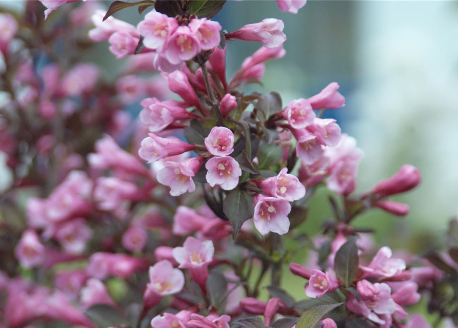 Weigela florida Purpurea