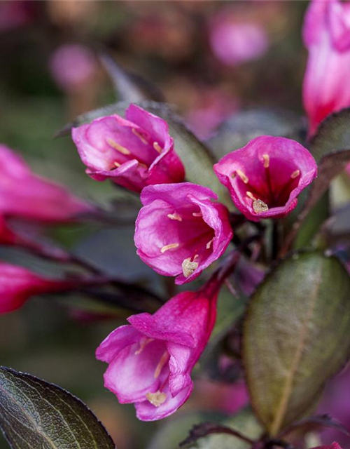 Weigela florida Alexandra