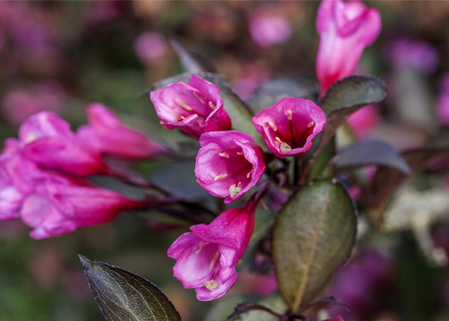 Weigela florida Alexandra