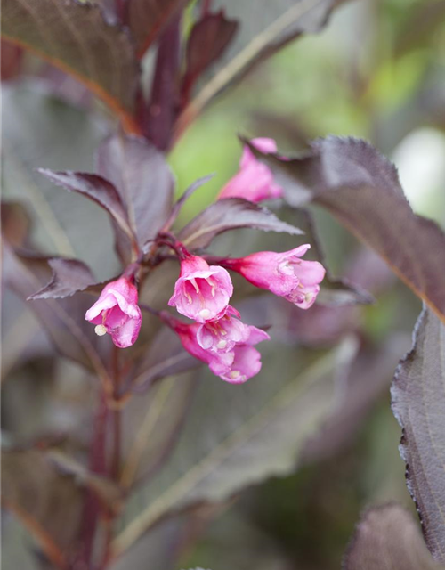 Weigela florida Alexandra