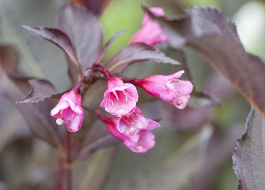 Weigela florida Alexandra