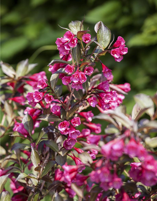 Weigela florida Alexandra