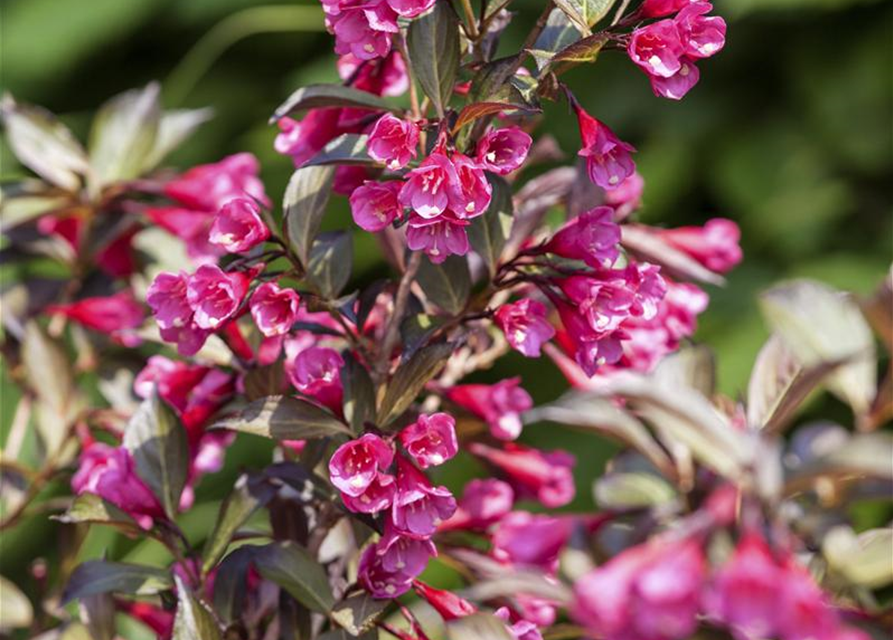 Weigela florida Alexandra