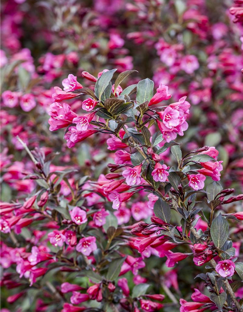 Weigela florida Alexandra