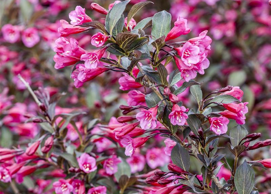 Weigela florida Alexandra