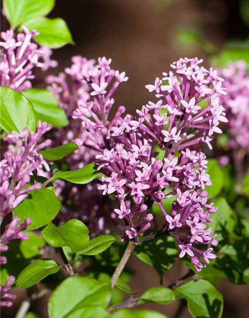 Syringa Bloomerang Dark Purple