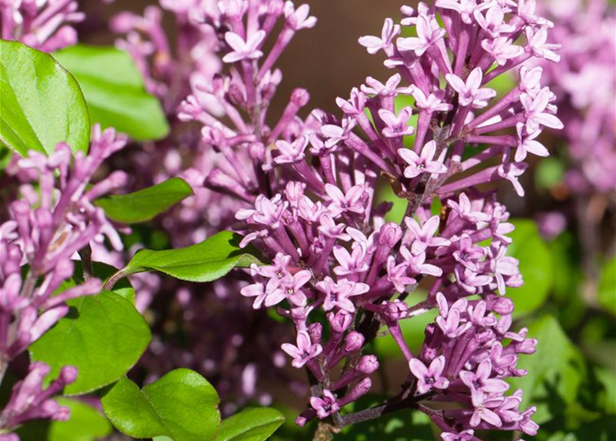 Syringa Bloomerang Dark Purple