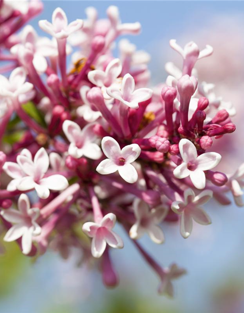 Syringa microphylla Superba