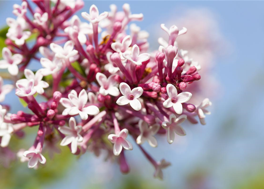 Syringa microphylla Superba