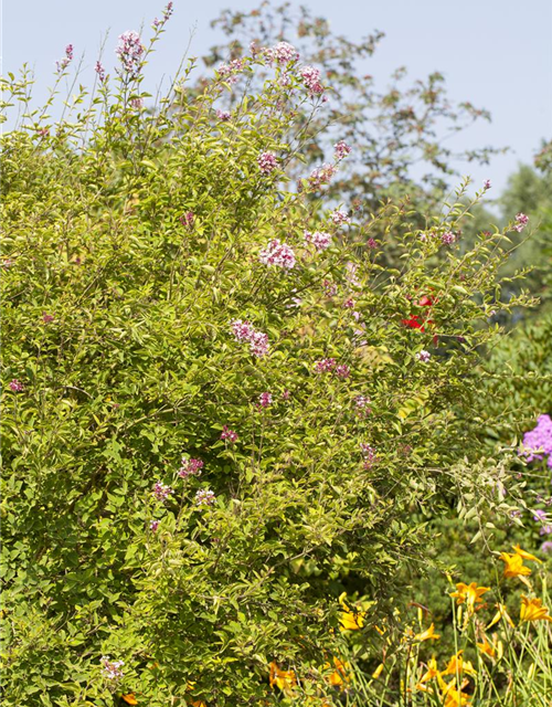 Syringa microphylla Superba