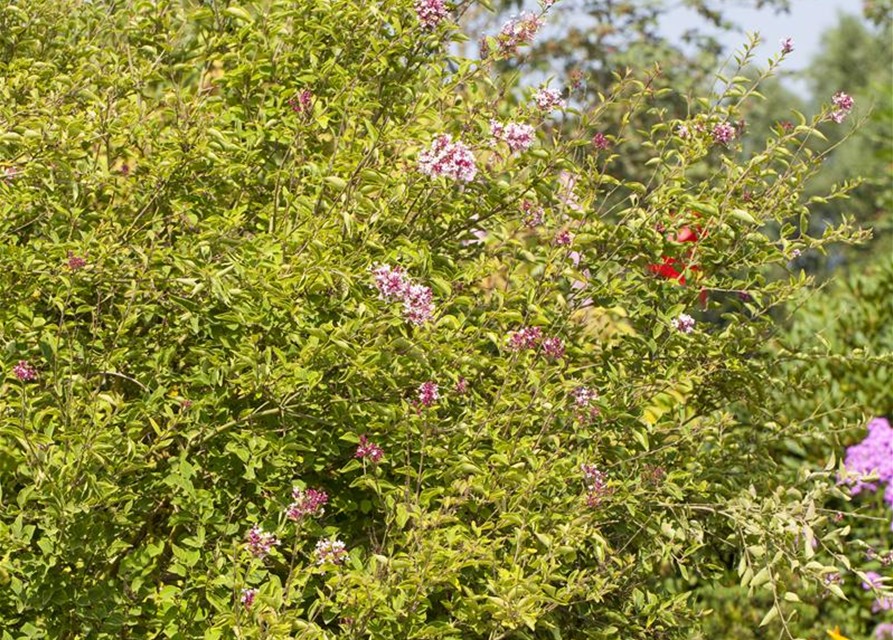 Syringa microphylla Superba