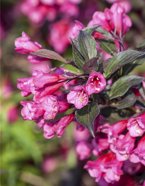 Weigela florida Victoria