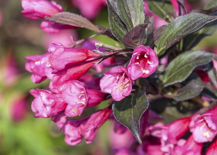 Weigela florida Victoria