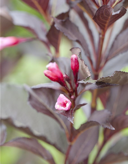 Weigela florida Victoria