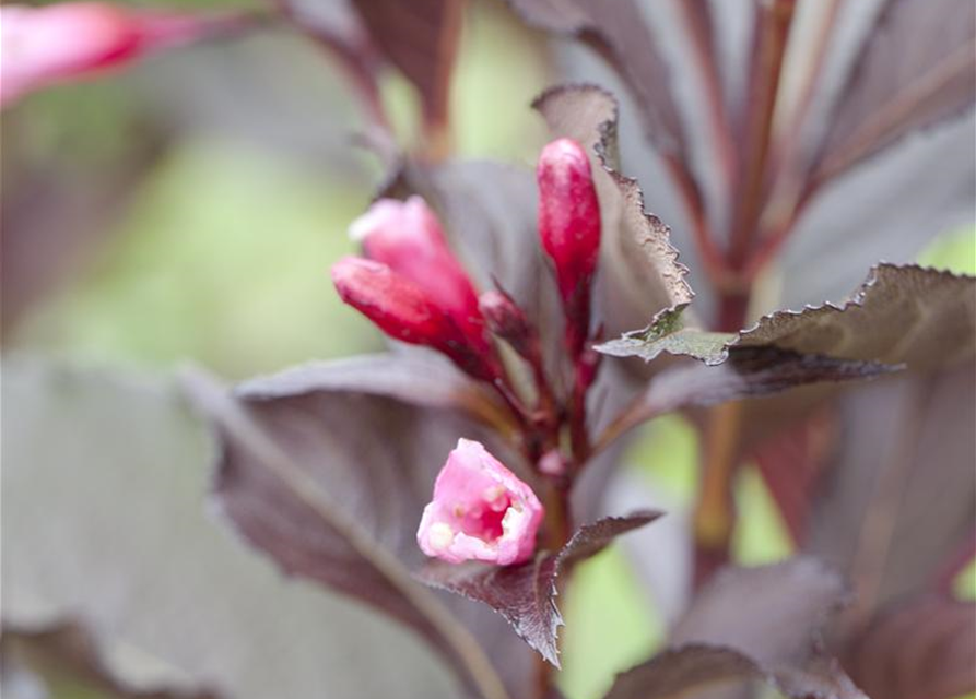 Weigela florida Victoria