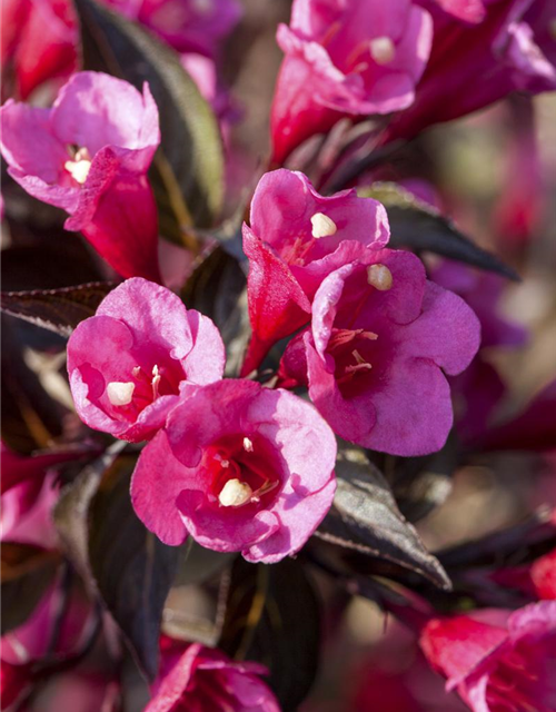 Weigela florida Victoria